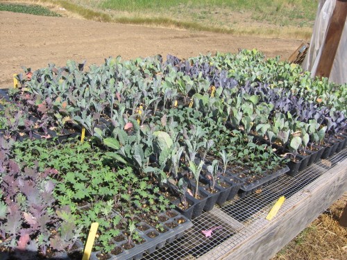 flats of kale, cabbage, and cauliflower