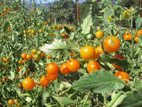 we have loads & loads of sungold tomatoes! They are so fruity and sweet. Get them at the Saturday Farmers Market for $3/pint or 2 pints for $5