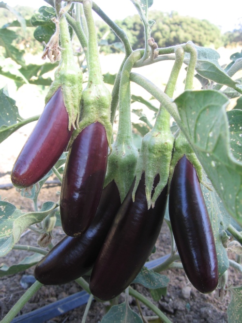 These are Little Finger eggplant. We also have Black Beauty, Nadia, and Rosa Bianca eggplant. Also at the Farmers Market, $3/pound.