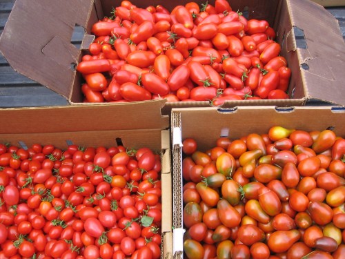 San Marzano, Principe Borghese, & Black Plum tomatoes going to Bar Agricole for canning